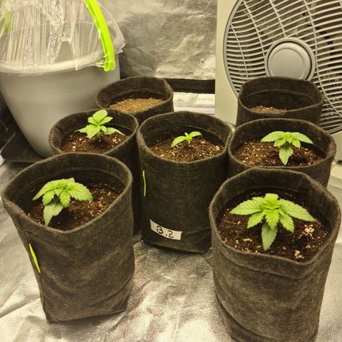 Bruce Banner #3 growlog timeline photo
