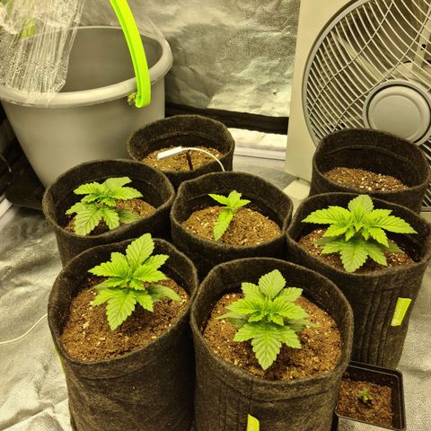 Bruce Banner #3 growlog timeline photo