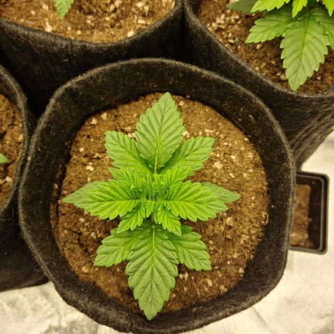 Bruce Banner #3 growlog timeline photo