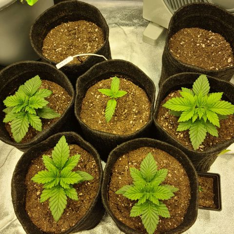 Bruce Banner #3 growlog timeline photo