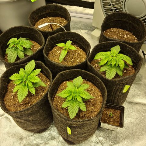 Bruce Banner #3 growlog timeline photo