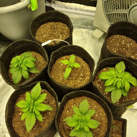 Bruce Banner #3 growlog timeline photo