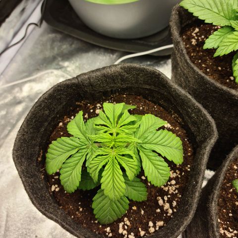 Bruce Banner #3 growlog photo: Déshydratation a cause du ventillo changement de ventillo et plus de souffle direct sur les bb 