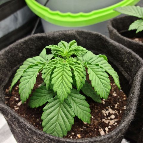 Bruce Banner #3 growlog photo: Déshydratation a cause du ventillo changement de ventillo et plus de souffle direct sur les bb 