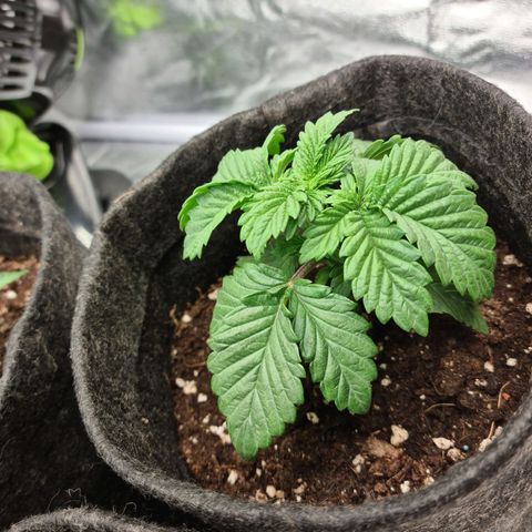 Bruce Banner #3 growlog photo: Déshydratation a cause du ventillo changement de ventillo et plus de souffle direct sur les bb 