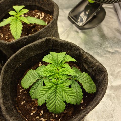 Bruce Banner #3 growlog photo: Déshydratation a cause du ventillo changement de ventillo et plus de souffle direct sur les bb 