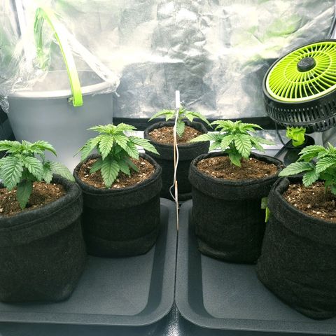 Bruce Banner #3 growlog timeline photo