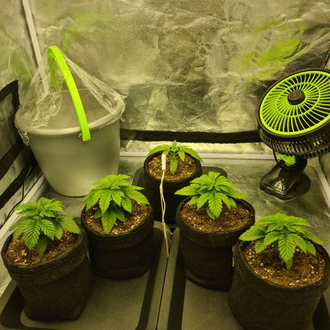 Bruce Banner #3 growlog timeline photo