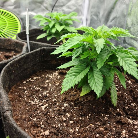 Bruce Banner #3 growlog timeline photo