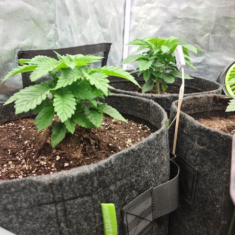 Bruce Banner #3 growlog timeline photo