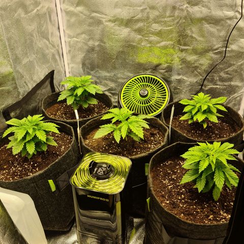 Bruce Banner #3 growlog timeline photo