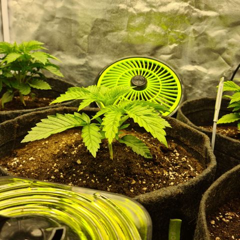 Bruce Banner #3 growlog timeline photo