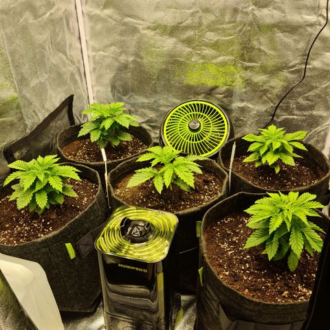 Bruce Banner #3 growlog timeline photo