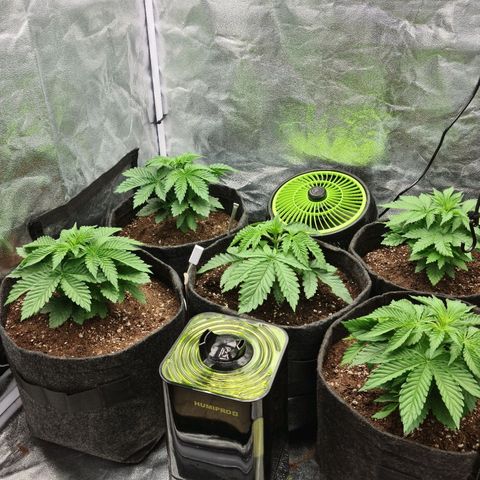 Bruce Banner #3 growlog timeline photo
