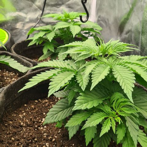 Bruce Banner #3 growlog timeline photo