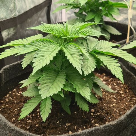 Bruce Banner #3 growlog timeline photo