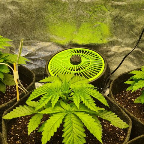 Bruce Banner #3 growlog timeline photo