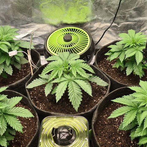 Bruce Banner #3 growlog timeline photo