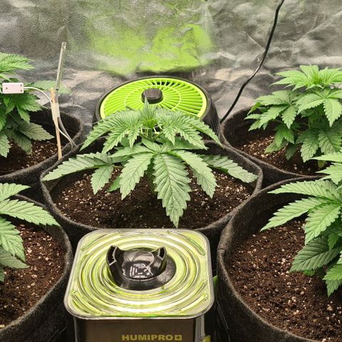 Bruce Banner #3 growlog timeline photo