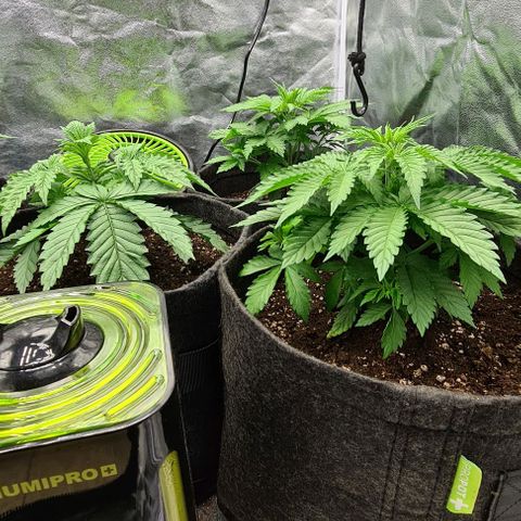 Bruce Banner #3 growlog timeline photo