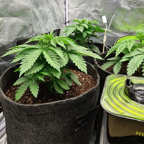 Bruce Banner #3 growlog timeline photo