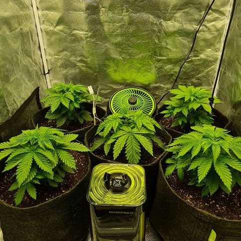 Bruce Banner #3 growlog timeline photo