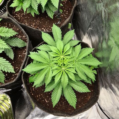 Bruce Banner #3 growlog timeline photo