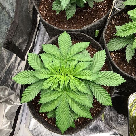 Bruce Banner #3 growlog timeline photo