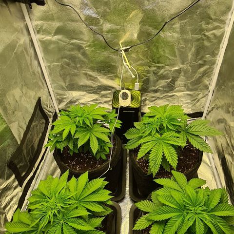 Bruce Banner #3 growlog photo: Moins une plante manque de place
Restant 3 zamnesia 
1 Blimburn au fond a droite