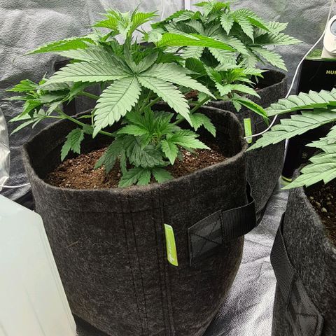 Bruce Banner #3 growlog photo: Moins une plante manque de place
Restant 3 zamnesia 
1 Blimburn au fond a droite