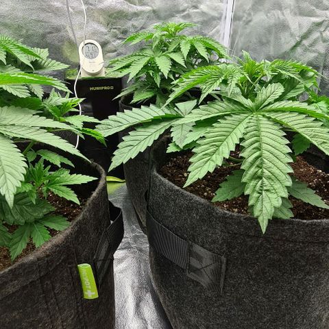 Bruce Banner #3 growlog photo: Moins une plante manque de place
Restant 3 zamnesia 
1 Blimburn au fond a droite