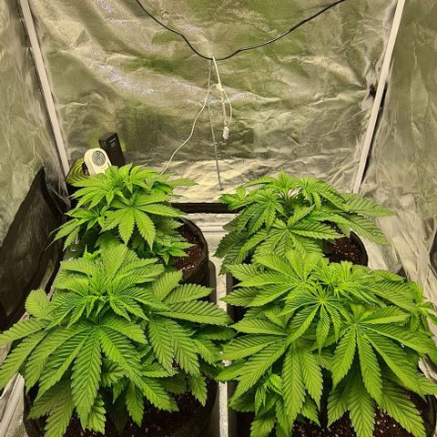 Bruce Banner #3 growlog timeline photo