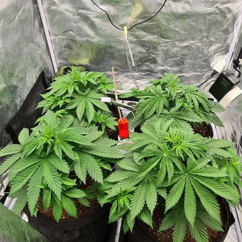 Bruce Banner #3 growlog timeline photo