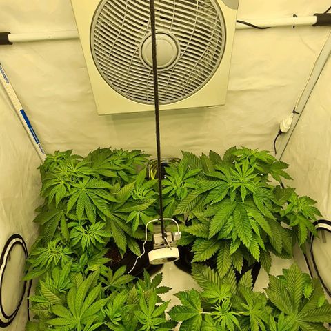 Bruce Banner #3 growlog timeline photo