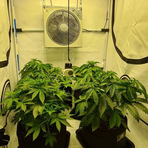 Bruce Banner #3 growlog timeline photo