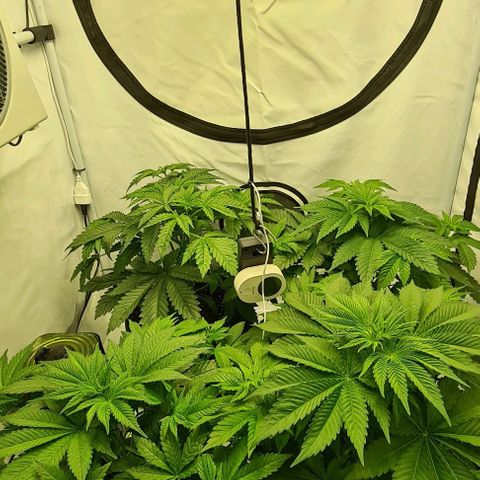 Bruce Banner #3 growlog timeline photo