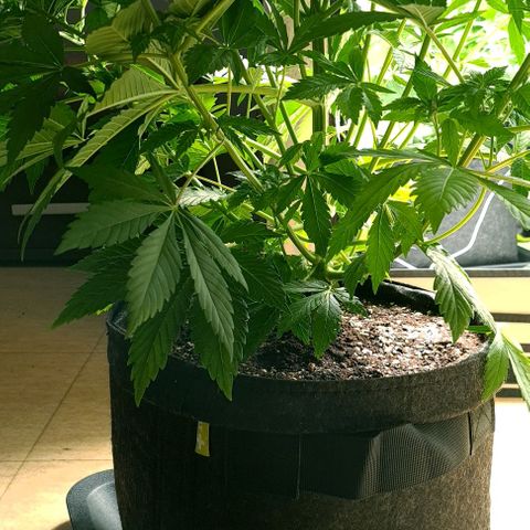 Bruce Banner #3 growlog timeline photo