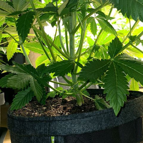 Bruce Banner #3 growlog timeline photo
