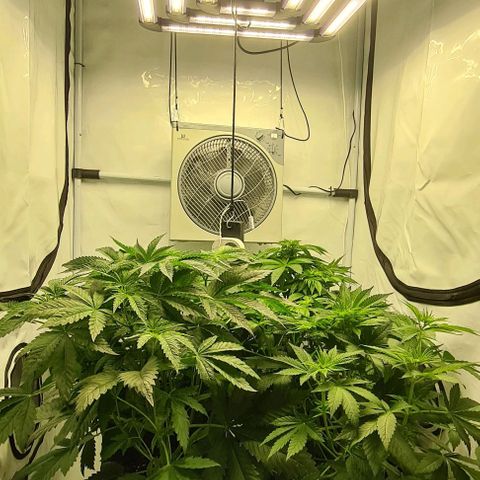 Bruce Banner #3 growlog timeline photo