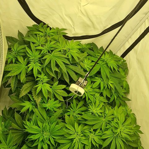 Bruce Banner #3 growlog timeline photo