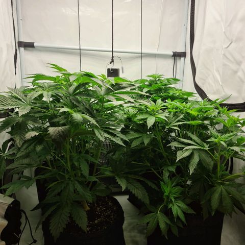 Bruce Banner #3 growlog timeline photo