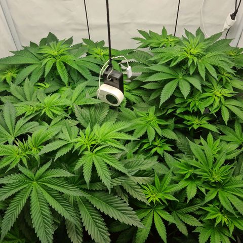 Bruce Banner #3 growlog timeline photo
