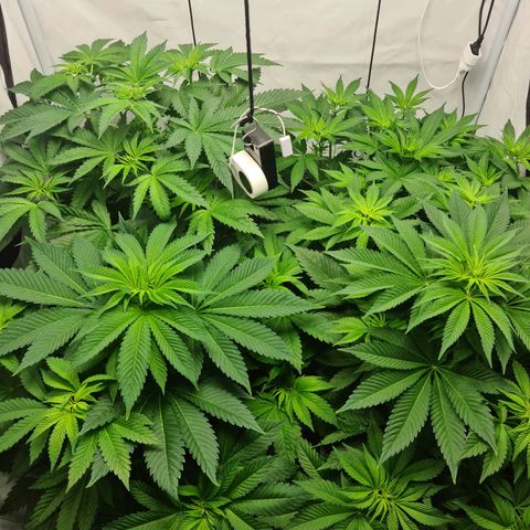 Bruce Banner #3 growlog timeline photo