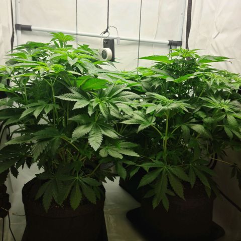 Bruce Banner #3 growlog timeline photo
