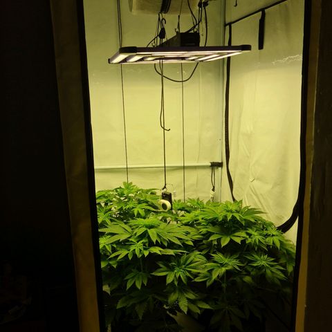 Bruce Banner #3 growlog timeline photo