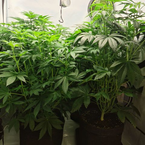 Bruce Banner #3 growlog timeline photo