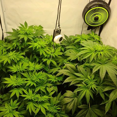 Bruce Banner #3 growlog timeline photo