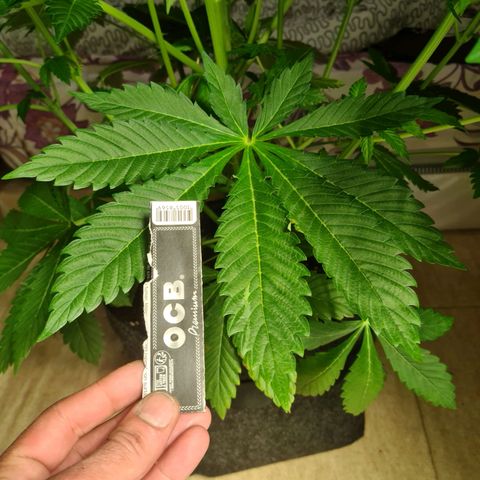 Bruce Banner #3 growlog timeline photo