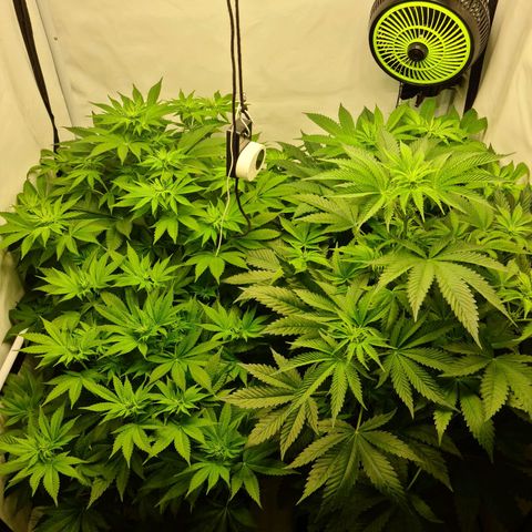 Bruce Banner #3 growlog timeline photo