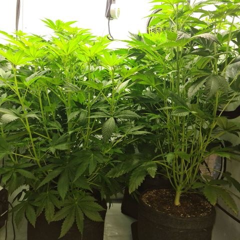 Bruce Banner #3 growlog timeline photo